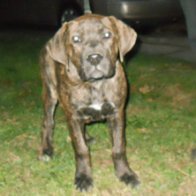 puppy2