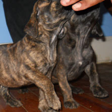 boerboel puppies