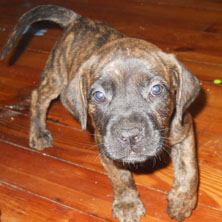 female boerboel