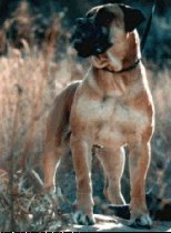African Boerboel 