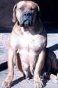 African Boerboel