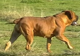 African Boerboel
