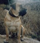 African Boerboel