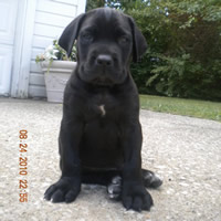 cane corso