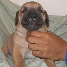 South African Mastiff puppy for sale 