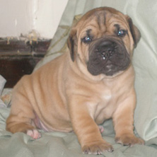 Mastiff Puppy for sale 