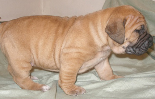female Boerboel Puppy