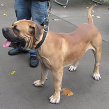 Mle Boerboel Picture