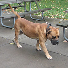 african-boerboel