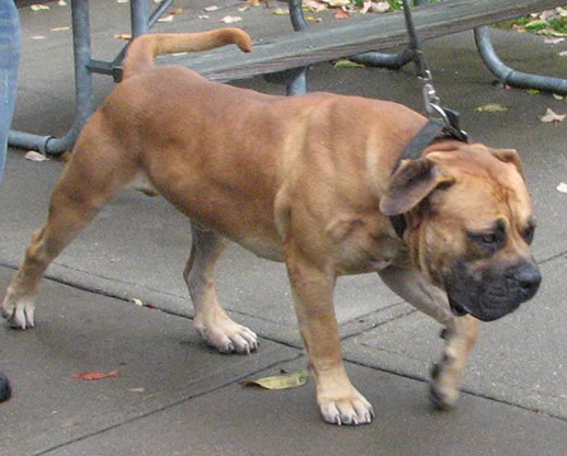 Mle Boerboel Picture