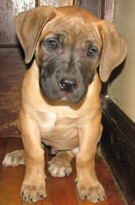  African Boerboel Puppy