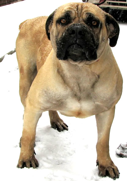African Boerboel 
