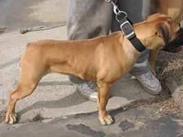 Boerboel