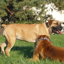 boerboel_breeder