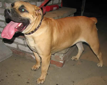 African Boerboel 