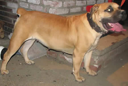 African Boerboel 