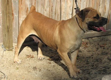 African Boerboel 
