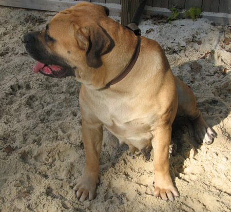 African Boerboel 