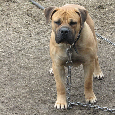 boerboel