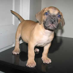 Boerboel dog