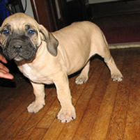 south african dog