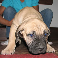 Boerboel Male Puppy