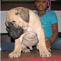South African Boerboel male puppy