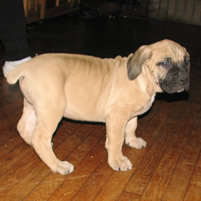 Puppy