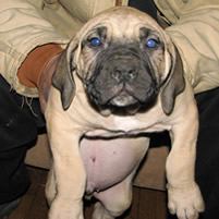 boerboel