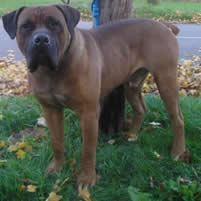puppy