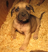 Boerboel-puppy