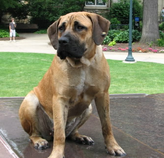 African Boerboel dog