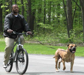 African Boerboel
