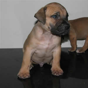 african boerboel puppy