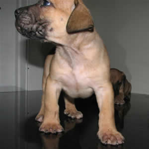 african boerboel puppy