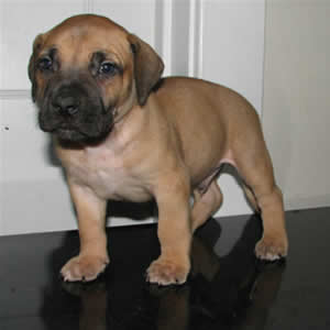 African Boerboel puppy for sale