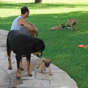 Boerboel_kid