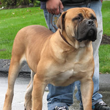 baden-boerboel