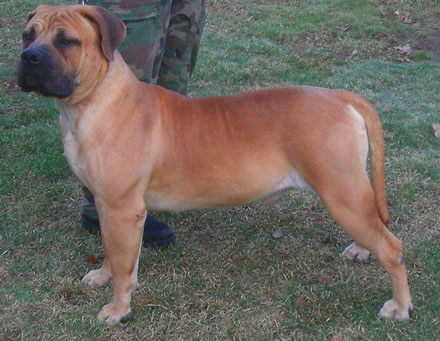 African Boerboel 