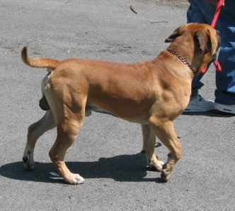 African Boerboel 
