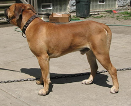 African Boerboel 