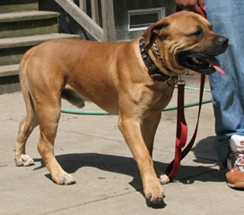 African Boerboel 