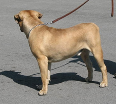 African Boerboel 