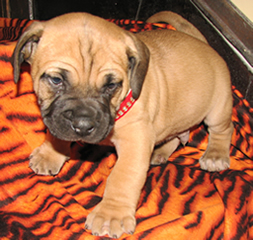 Boerboel